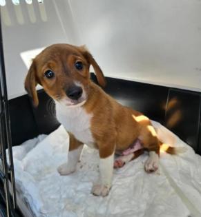 Alfred sucht ein passendes Zuhause