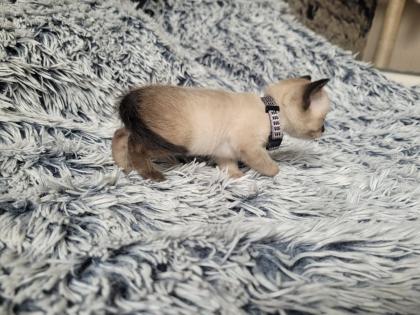 Siams suchen neue Kuschelpartner