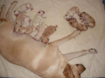 Labradorwelpen blond in 8 Wochen abzugeben gesund und bildhübsch FP 390 - Eur