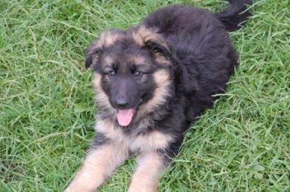 Wunderschöne Schäferhundwelpen
