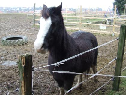 Der Pferdeflüsterer bin ich nicht aber Tierkommunikatorin. Für eine Tierkommuni