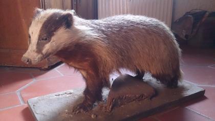 Dekorative präparierte Tiere