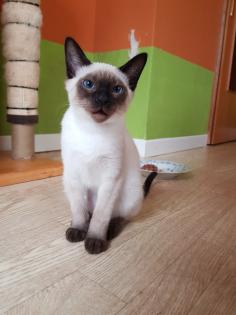 Thaikater alte Art der Siam