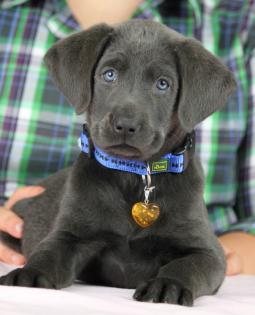 Labrador Retriever premium Welpen light Silber light Charcoal