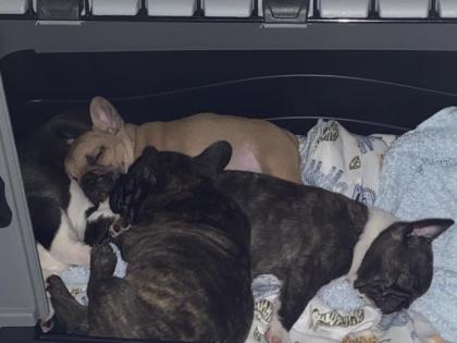 Französische Bulldoggen in HH geboren 27. 7. 21