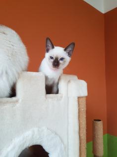 Thaikaterchen alte Art der Siam Kitten Baby