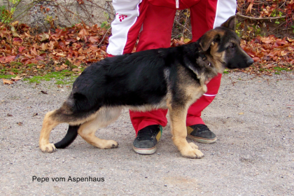 Schäferhundewelpen vom Aspenhaus suchen ein neues zu Hause