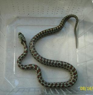 Leopardnattern Zamenis Situla ENZ13 abzugeben