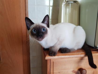 Thaikater alte Art der Siam