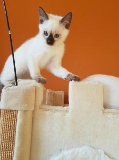 Siamkatze alte Art der Siam Thaikater Kitten in der Farbe blue point