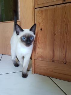 Thaikater alte Art der Siam