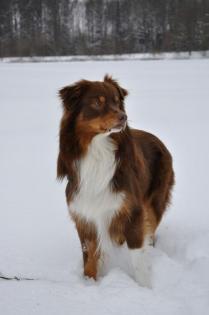 Wunderschöner Aussie-Deckrüde red-tri mit ASCA-Papieren