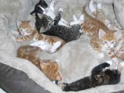 7 Süße Katzenbabys in liebevolle Hände abzugeben