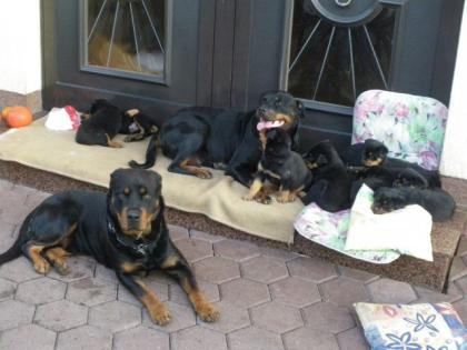 Rottweilerwelpen