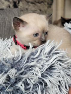 Siams suchen neue Kuschelpartner