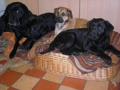 3 zuckersüße aufgeweckte Mischlingswelpen Labrador Jagdterrier abzugeben