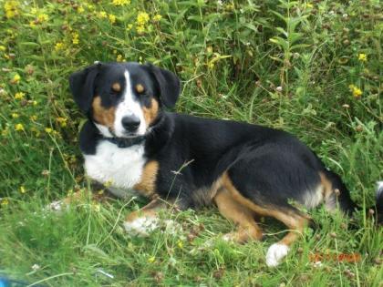 Junger Appenzeller Sennenhund möchte Papa werden