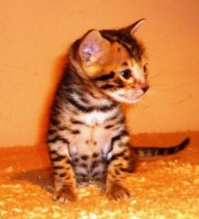 Exzellente Bengal Kitten von der seriösen Zucht mit Stammbaum aus der Nähe vo