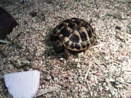 2 griechische landschildkröten nachzuchten 1 jahr alt