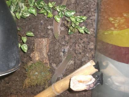 Verkaufe 1. 1 Phelsuma Standingi Querstreifentaggecko Madagaskar