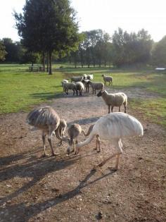Nandus Küken aus Naturbrut