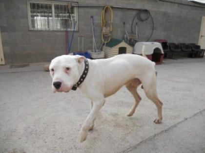 WER sieht FLAPIs Tränen . Der alte liebe Hundemann versteht die Welt nicht me