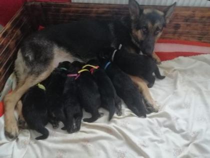 Deutsche Schäferhund welpen