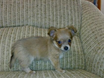 Chihuahua-Welpe weibl langhaarig blue/tan mit Ahnentafel
