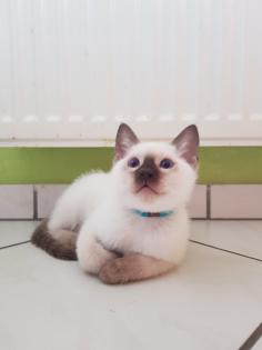 Siamkatze alte Art der Siam Thaikater Kitten in der Farbe blue point