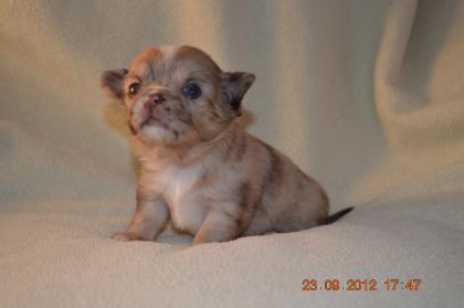 Süßer Chihuahua Rüde hat das Licht der Welt erblickt.