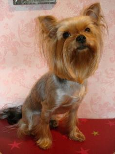 Yorkshire Terrier Mädchen 1 8 J.