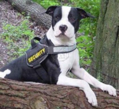 Hundesport-K9 . Online-Shop für Freizeit - Sport und Diensthunde