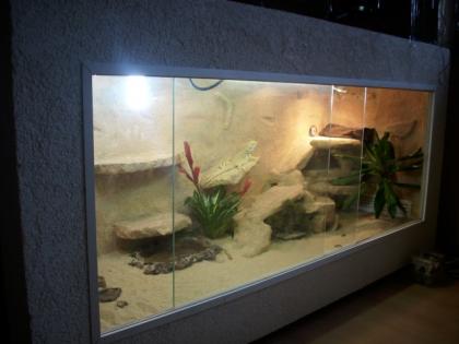 Biete Terrarium kompletter eigenbau mit gelben handzahmen männchen 1 8m mal 0 7m