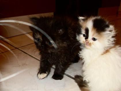 Perserkätzchen Kätzchen. Kitten
