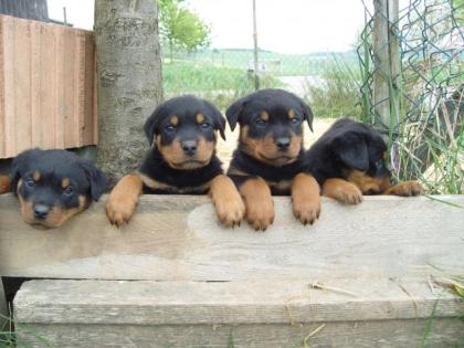 Rottweilerwelpen bildschön ab 10. 01. 2022