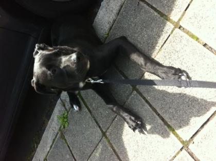 Labrador-Stafford Welpe Rüde 6 5 Monate alt Schwarz mit weißen Pfoten