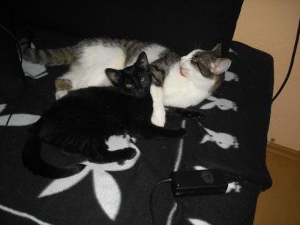 2 Süße Katzen abzugeben 1 5 Jahre alt