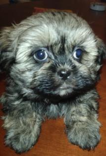 Shih-Tzu/Malteser TraumWelpen - Familienhund - Allergiker geeignet