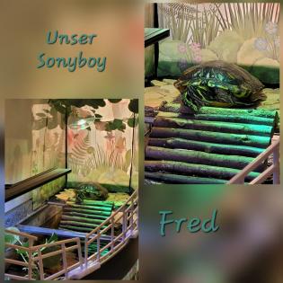 Fred Florida-Schmuckchildkröte