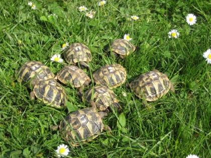Griechische Landschildkröten Nachzucht 2022