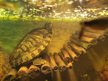 Fred Wasserschildkröte