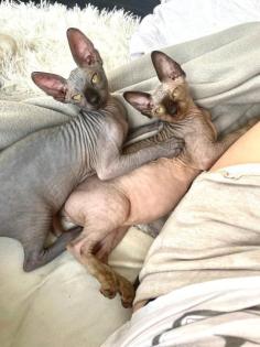 Sphynx Kitten zu verkaufen 3 Weibchen