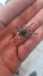 Theraphosa blondi