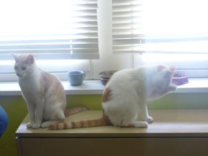 2 Kater 1 Jahr suchen neues liebevolles zuhause