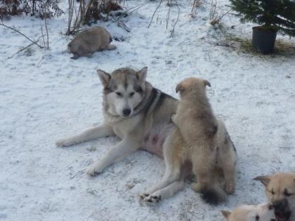 Süße Malamute Welpen groß kräftig anhänglich suchen ein neues zu Hause