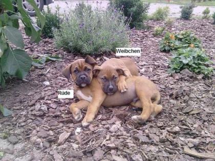2 Boxermischlinge -Welpen 1 Weibchen 1 Rüde zu verkaufen