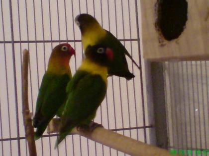3 Agaporniden Unzertrennliche suchen neues Zuhause
