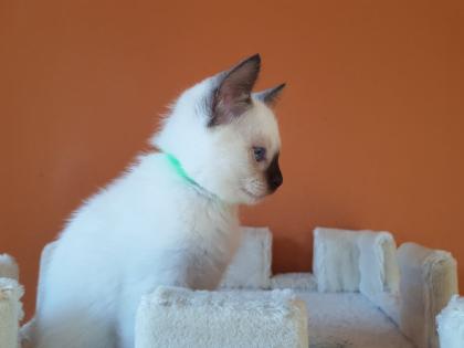 Siamkatze alte Art der Siam Thaikater Kitten in der Farbe blue point