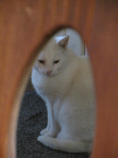 Katzenfutter Trockenfutter oder Naßfutter was suchen Sie