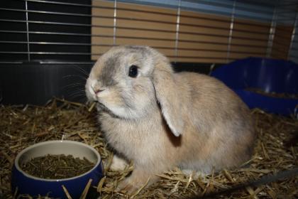 Hase Häsin 7Monate alt mit ALLEM Zubehör dringend abzugeben